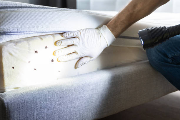 Best Ant Control Services  in Upper Arlington, OH